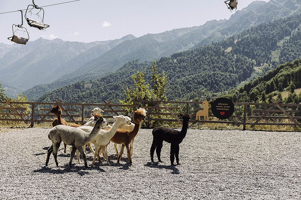 Веб-камеры Роза Хутор, Парк Альпак, 1000м