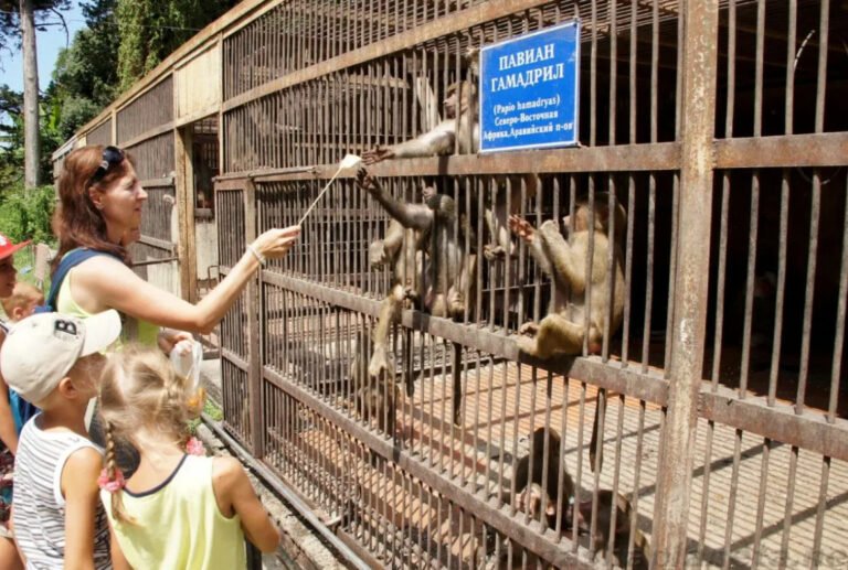 Веб-камеры Обезьяний питомник (клетка с павианами Анубис)